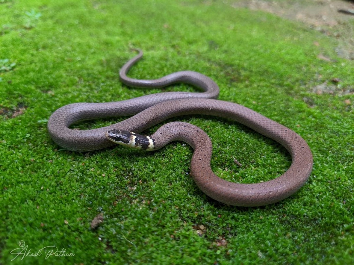 Sibynophis